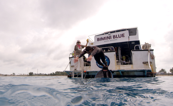 Shark Week: Michael Phelps sfida uno squalo